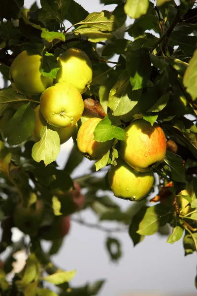 Manzanas maduras y hermosas en las ramas del manzano — Foto de Stock