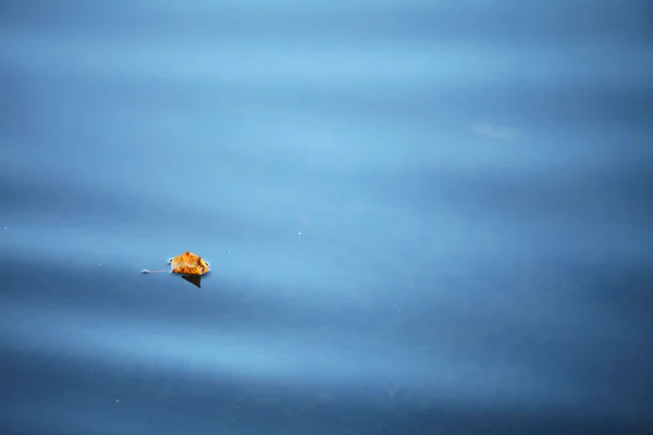 Autumn maple leaf on the water — Stock Photo, Image