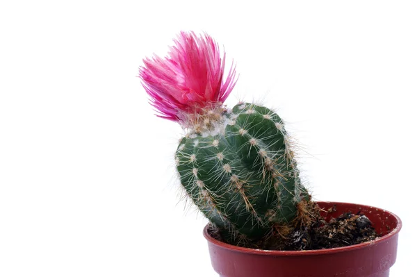 Cactus flower — Stock Photo, Image