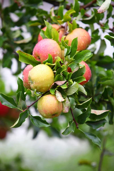 Červená jablka na jabloni větev — Stock fotografie