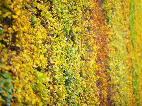 Fondo grupo otoño naranja hojas al aire libre — Foto de Stock