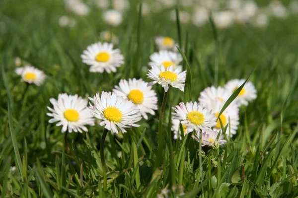 Gros plan de la fleur de marguerite poussant dans l'herbe — Photo