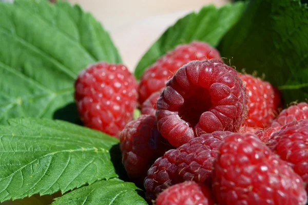 Rijpe frambozen — Stockfoto