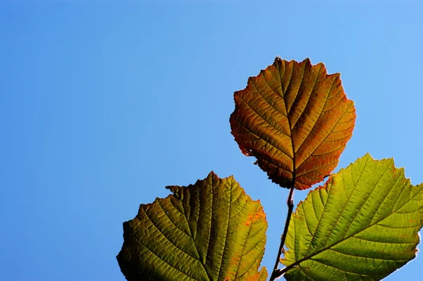 Leaf of hazel — Stock Photo, Image