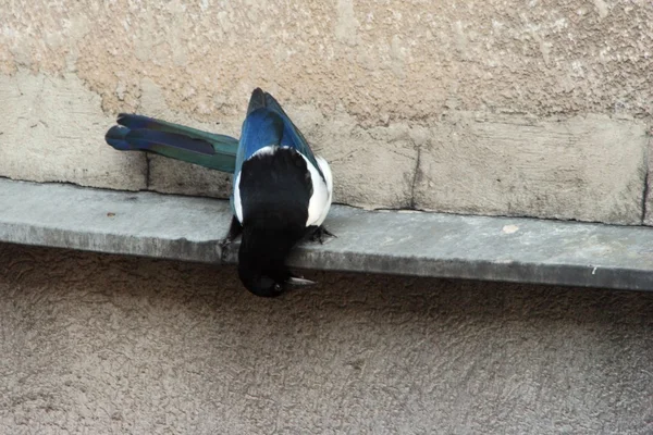 Pájaro sobre un fondo de una pared de piedra — Foto de Stock