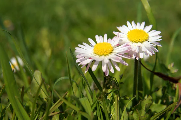 Close-up of daisy flower growing in grass — Stock Photo, Image