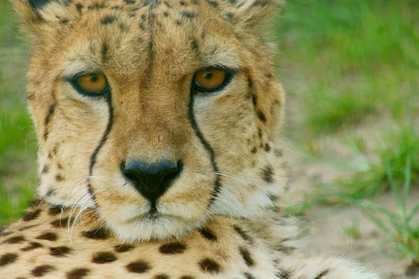 Cheetah (Acinonyx jubatus) op zoek — Stockfoto