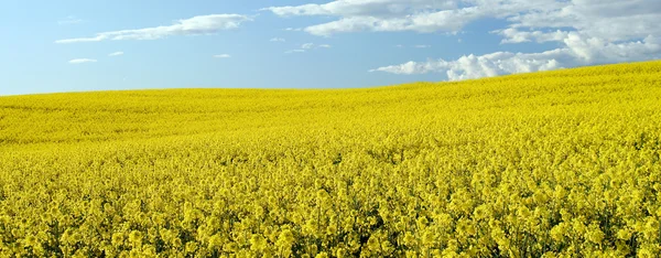 Rapsfeld — Stockfoto