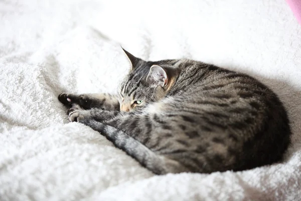 De grijze kat ontspant en dromen op een bed — Stockfoto