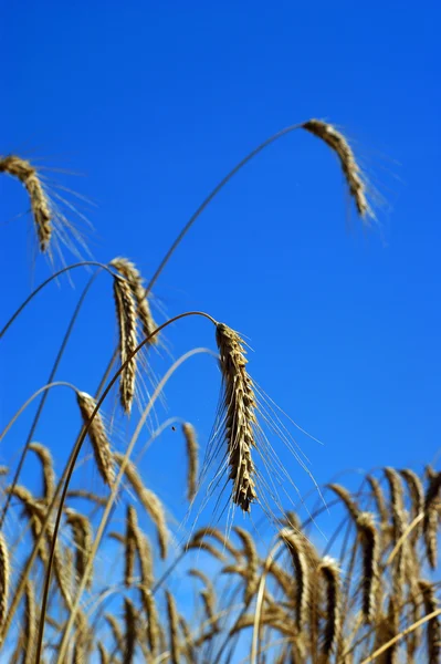 Wheat field - blue sky — Stock Photo, Image