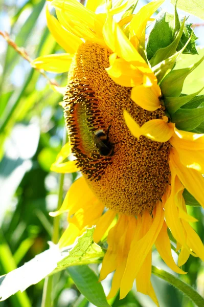Sonnenblume mit Blatt - strahlend blauer Himmel — Stockfoto