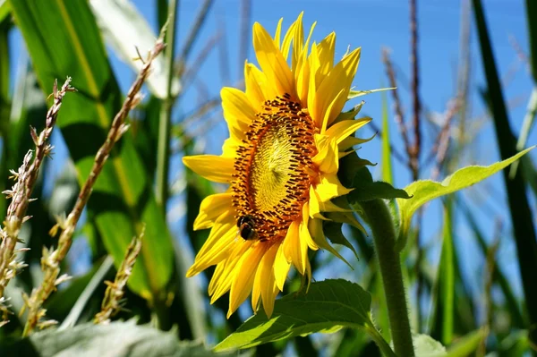 Slunečnice s list - jasné Letní modrá obloha — Stock fotografie