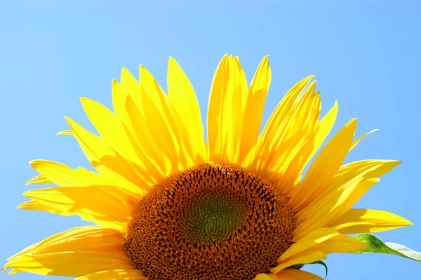 Slunečnice s list - jasné Letní modrá obloha — Stock fotografie