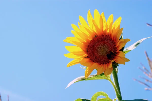 Sonnenblume mit Blatt - strahlend blauer Himmel — Stockfoto