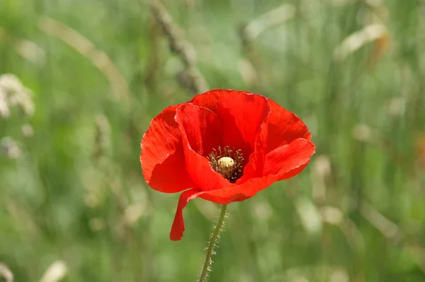 Papaverbloem — Stockfoto