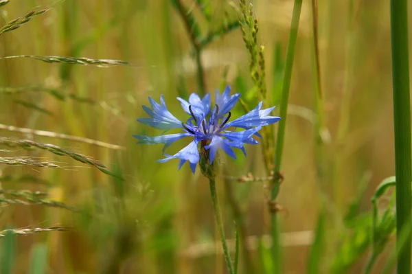 Blue cornflower — Stock Photo, Image