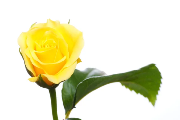 Yellow rose isolated on white background — Stock Photo, Image