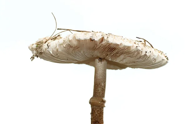 Parasol mushroom, white mushroom isolated on white — Stock Photo, Image