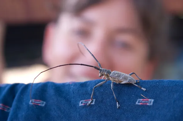 灰色のカブトムシを見て女性 — ストック写真