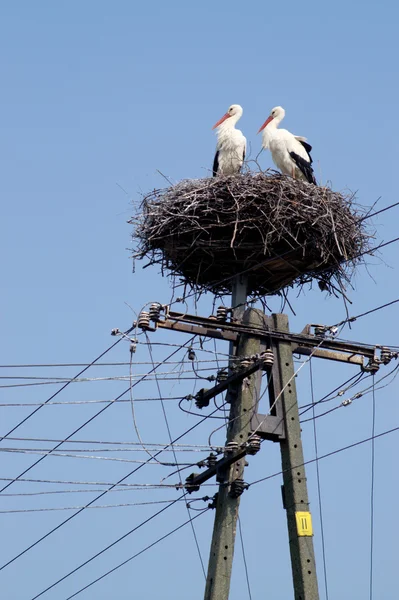 Cigüeña pareja en el nido en el poste sobre el cielo azul — Foto de Stock