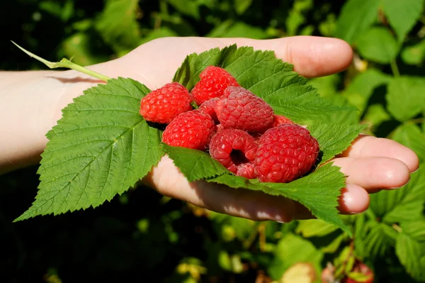 Bos raspberry aan de kant van de vrouw — Stockfoto