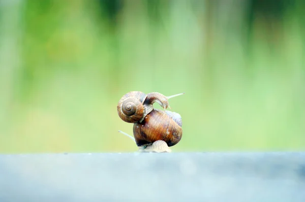 Dos caracoles de jardín carreras — Foto de Stock