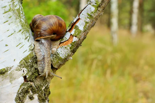 Deux escargot de jardin — Photo