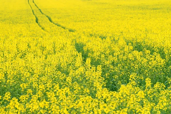 Yellow oilseed rape scenery — Stock Photo, Image