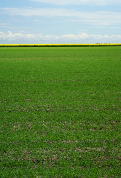 Terres agricoles vertes et ciel bleu — Photo