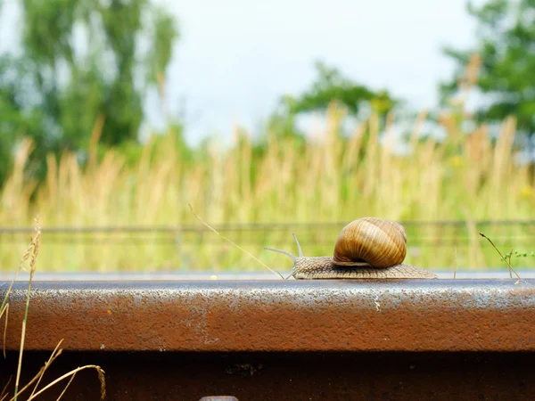 Caracol em um trilho ferroviário — Fotografia de Stock