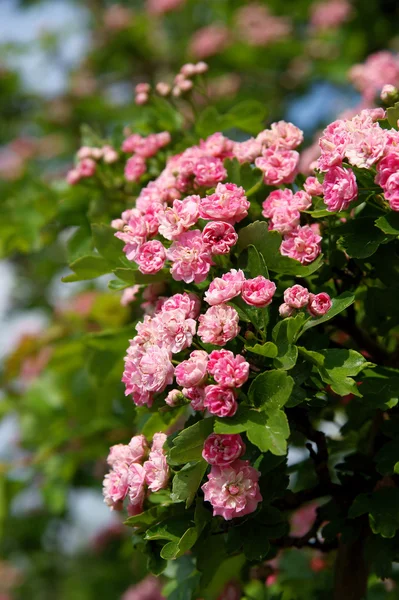 Bright cherry tree — Stock Photo, Image