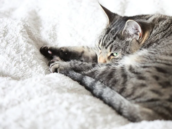 Die graue Katze entspannt sich und träumt auf dem Bett — Stockfoto