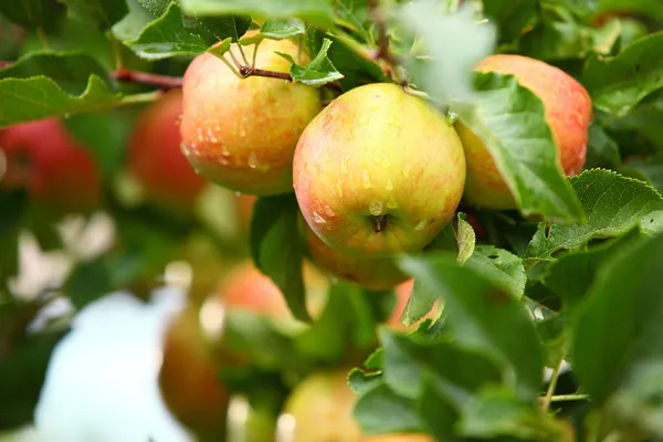 Mele rosse su ramo di melo — Foto Stock