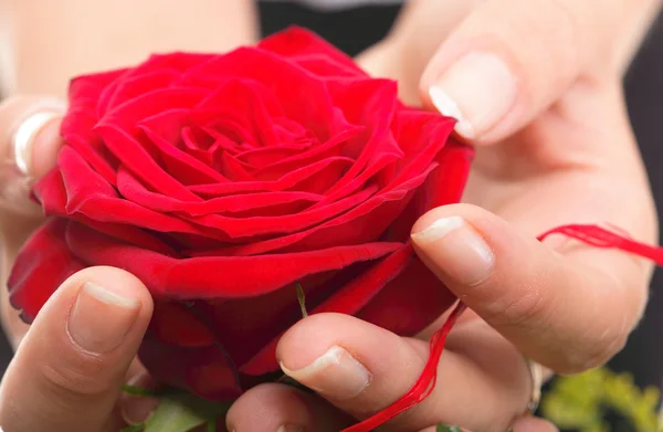 Mani di donna con petali di rosa — Foto Stock