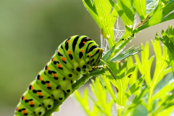 Chenille verte — Photo