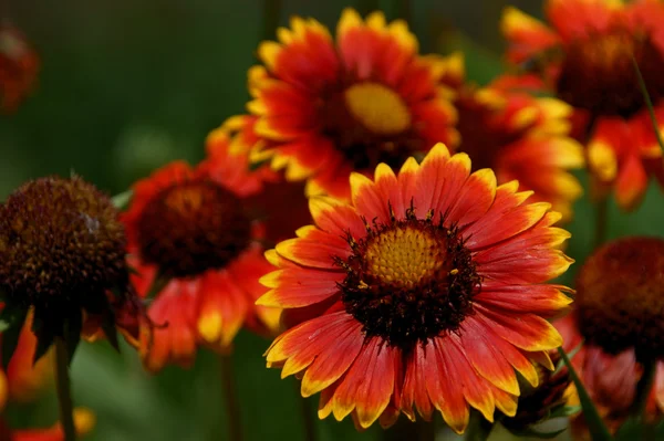Close-up van rode bloemen voor achtergrond — Stockfoto