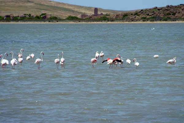 Flamingos — Stock fotografie