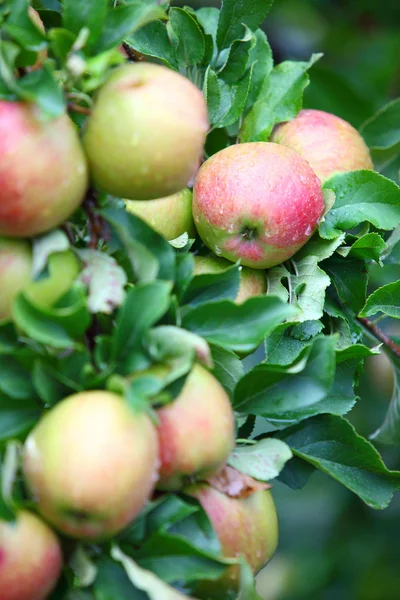 Κόκκινα μήλα σε κλαδί μηλιάς — Φωτογραφία Αρχείου