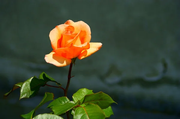 Close-up of flower - orange rose — Stock Photo, Image