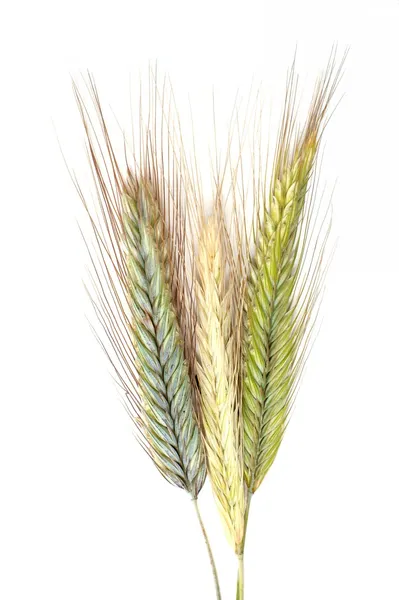Palhas de trigo — Fotografia de Stock