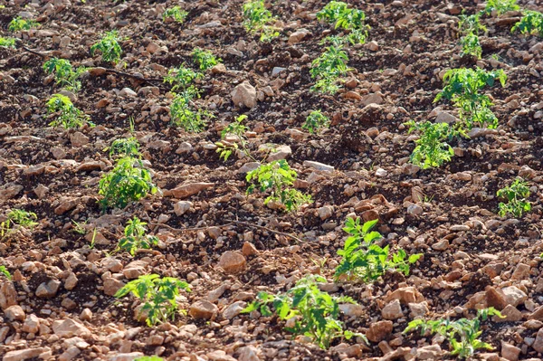 Planta de tomate, rama verde —  Fotos de Stock