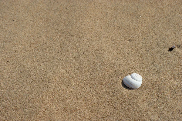 Concha en la arena de playa —  Fotos de Stock