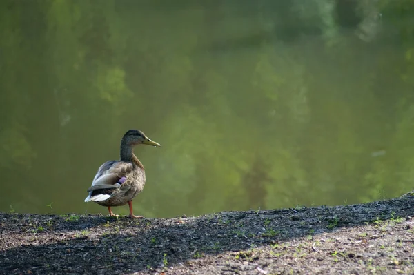 Wild duck — Stock Photo, Image