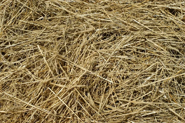 Hay texture Stock Photos, Royalty Free Hay texture Images | Depositphotos