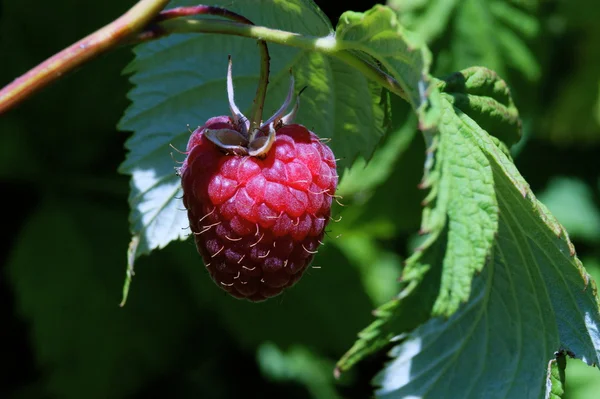 Ripe raspberries on a plant — Stock Photo, Image