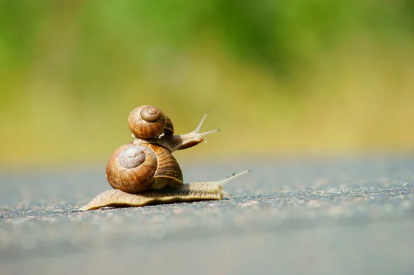 Two garden snails racing — Stock Photo, Image