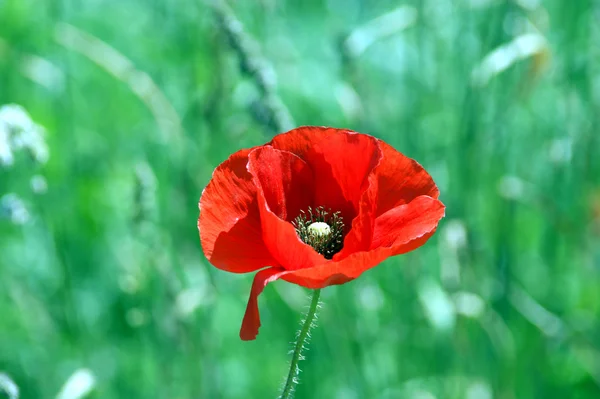 Vallmoblomma — Stockfoto