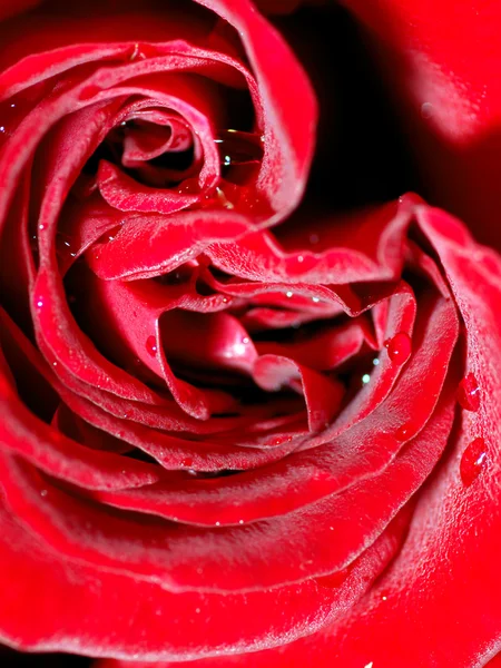 Rote Rose mit Wassertropfen — Stockfoto