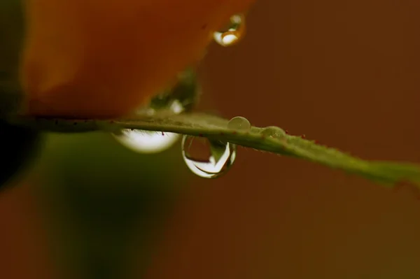 Rosa amarilla con gotas de agua — Foto de Stock