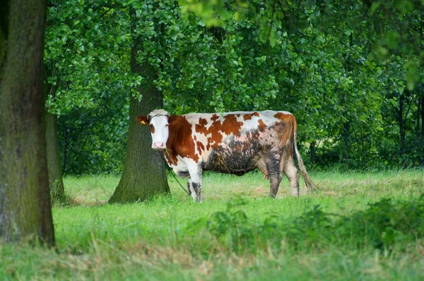 Cow in green field — Stock Photo, Image